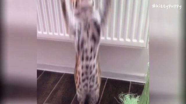 Lovely Asian Leopard Cat Bagheera смотреть онлайн