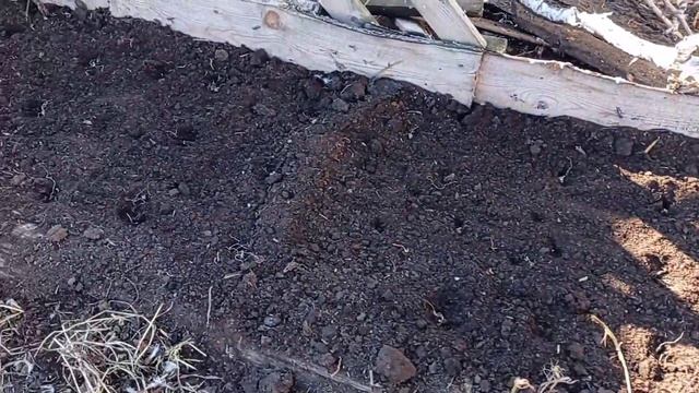 Обезроживаем коз. Зимний чеснок, посадка. смотреть онлайн