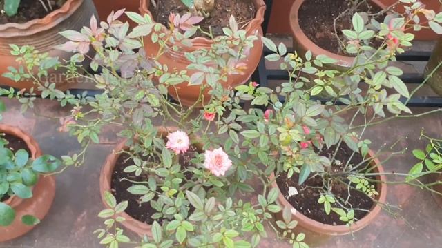 Guide to save badly infected and dying rose plant. Tips to follow. Explained in tamil смотреть онлайн