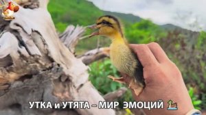 Утка и Утята – мир нежных эмоций 🦆🤗❣️часть (62)