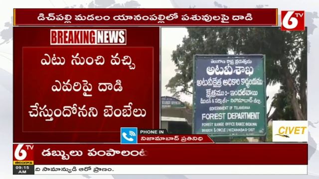 Nizamabad : Leopard Attack On Calf | లేగదూడపై చిరుతపులి దాడి | 6TV смотреть онлайн