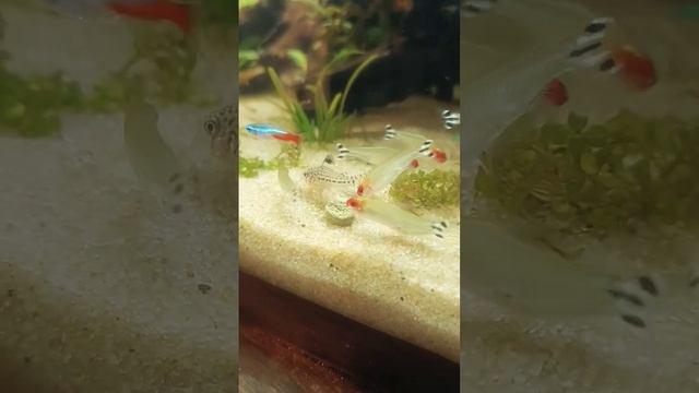 рыбсики #коридорас #родостомус смотреть онлайн