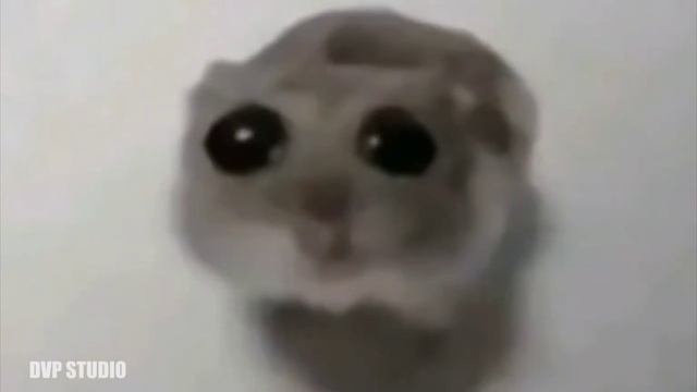 грустный хомяк смотреть онлайн