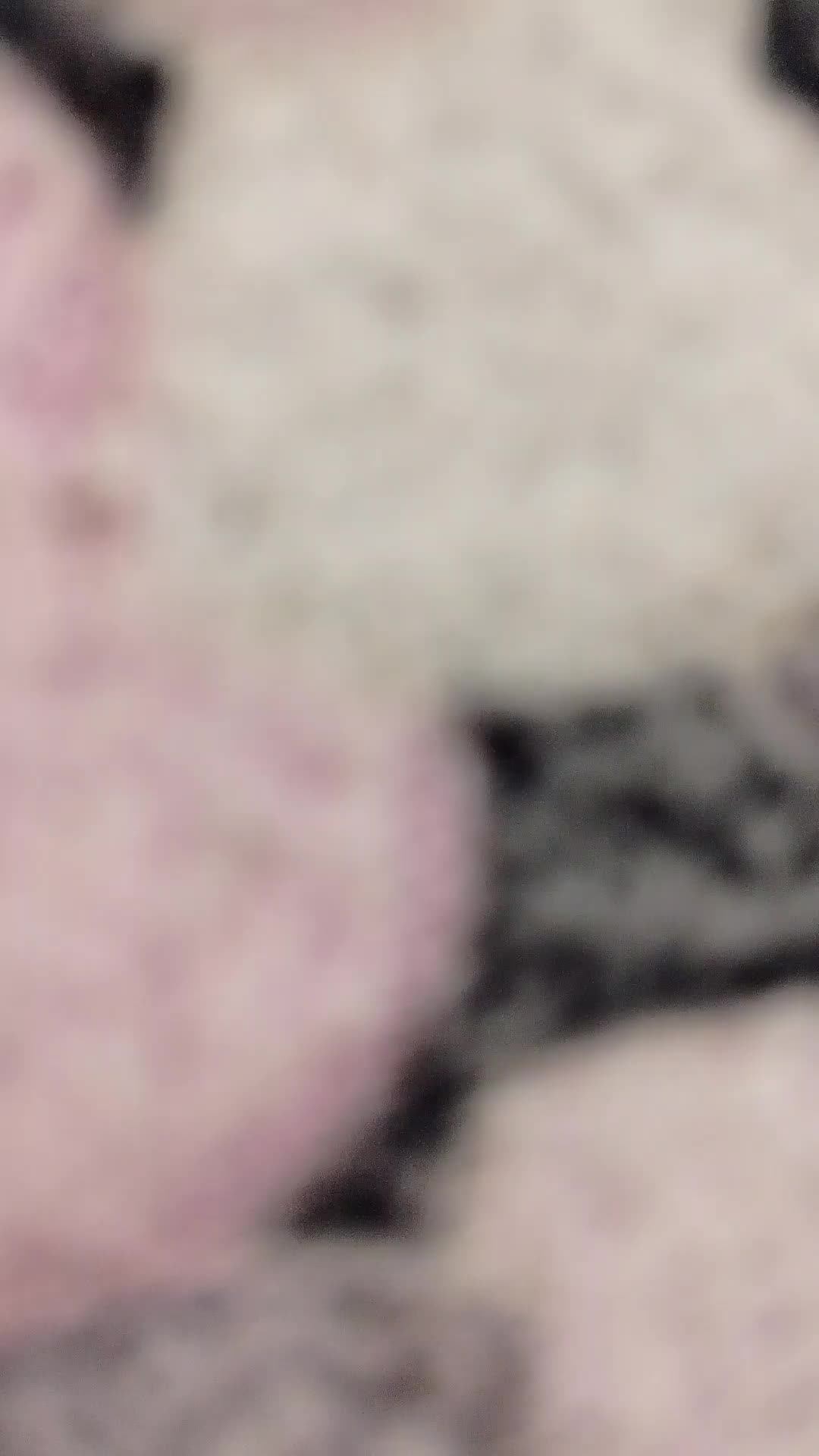 мне папа купил тамагочи