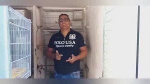 DEPOIS QUE  CALOPSITA BOTA , QUANTO  TEMPO  DEMORA PRA  SAIR  FILHOTES ?  ASSISTA AO VÍDEO E ENTEND