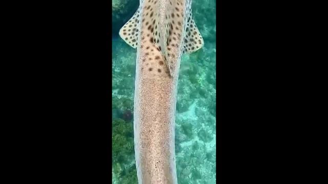 Загадочный мир под водой смотреть онлайн