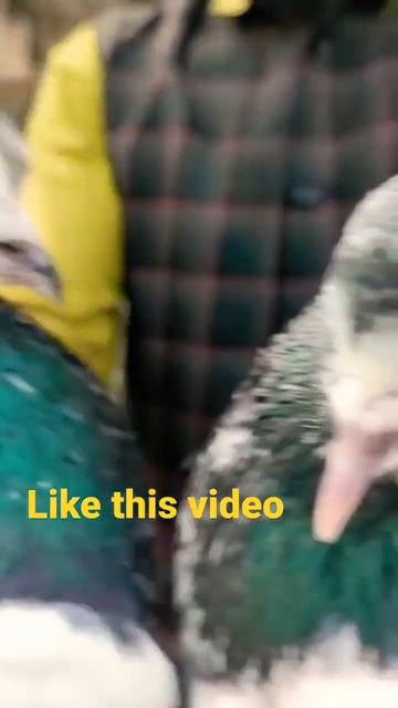 Rampuri Kabootar shorts video #kabutarstatus #pigeonstatus #pigeonshorts #kabutarshorts смотреть онлайн