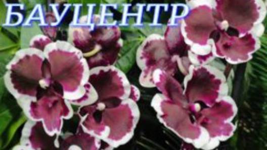 №1024/ ШОУ орхидей в БАУЦЕНТРЕ продолжается смотреть онлайн