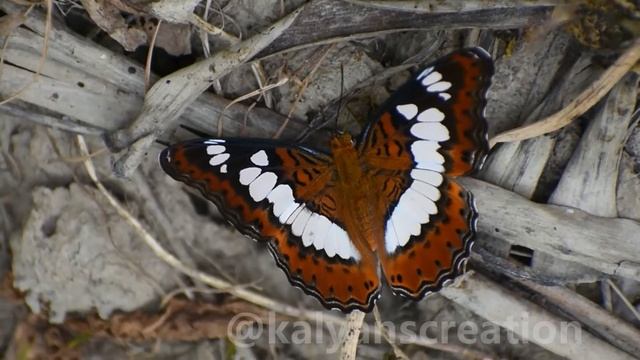Commander Butterfly #butterfly #insect video #commanerbutterfly смотреть онлайн