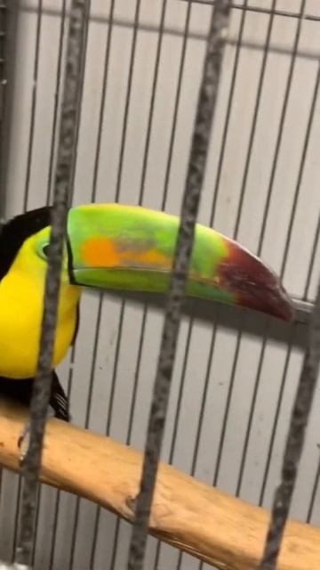 Toucan | baby toucan | doemstic birds | expensive birds | largest beak | beautiful bird | safia al смотреть онлайн