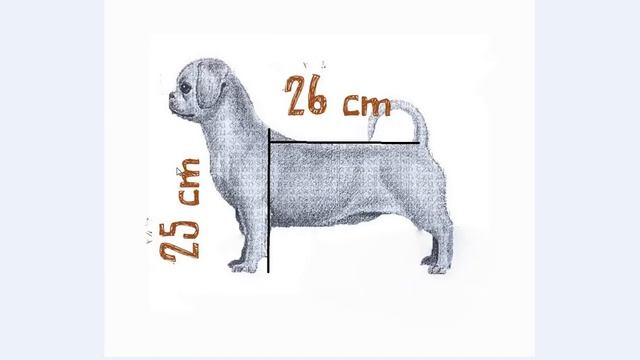 как же выглядит ши-тцу? смотреть онлайн