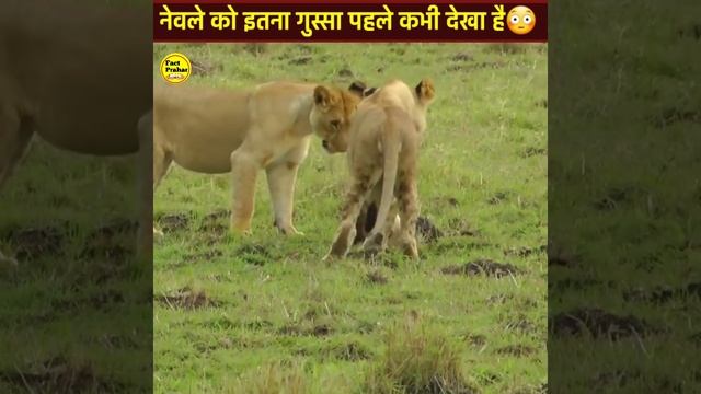 जब नेवले से डरकर शेर की हालत पतली हो गयी 😳||#shorts #mongoose смотреть онлайн
