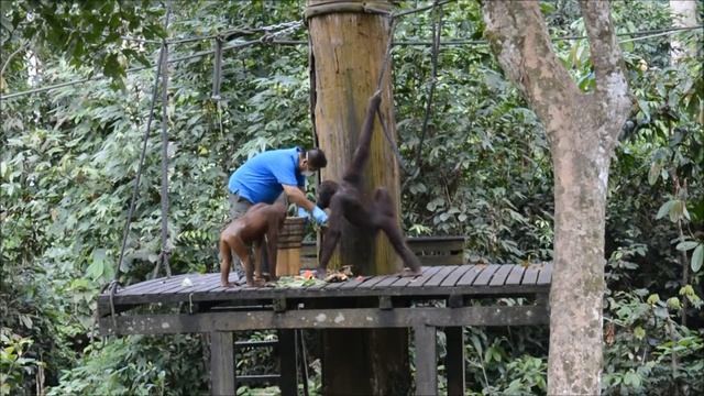 #111 BORNEO MALAYSIA - SEPILOK ORANGUTAN REHABILITATION CENTRE