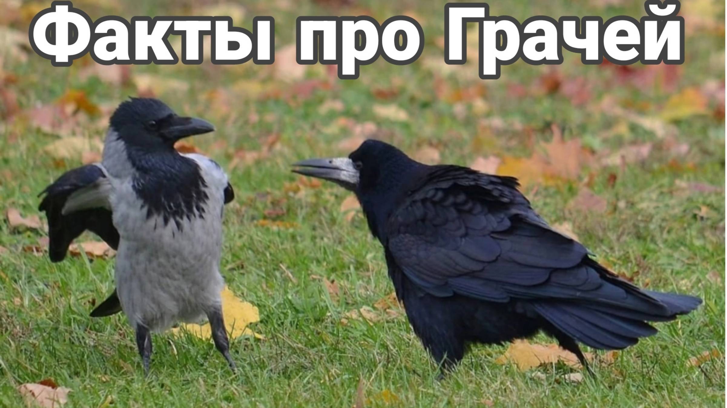 Интересные факты о грачах смотреть онлайн
