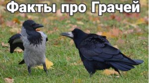Интересные факты о грачах