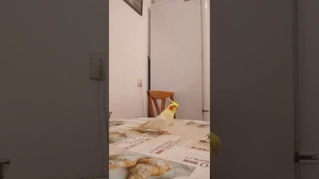 Попугай разговаривает с кошкой смотреть онлайн