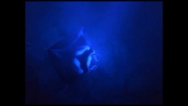 Manta Ray snorkel Big Island of Hawaii смотреть онлайн