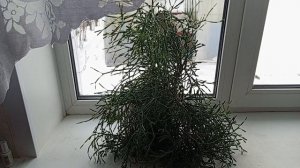 Оленьи рожки домашний цветок