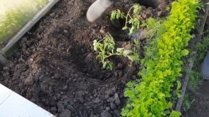 Высадка рассады высокорослых томатов в поликарбонатную теплицу.