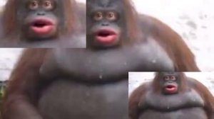 Народная песня О О СТИНКИ !!! / Русский командир СТИНКИ !!!