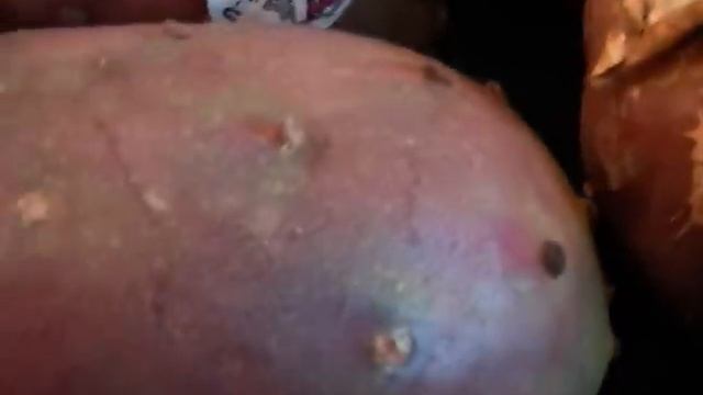 Cactus Pears..Tis The Season