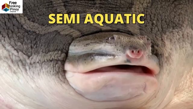 Isda na Kalahating tao? 10 Misteryosong Hayop na nakunan sa Video смотреть онлайн