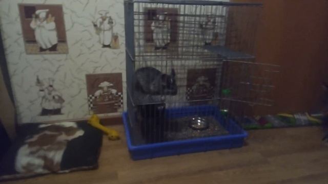 My pets .Мои питомцы смотреть до конца смотреть онлайн