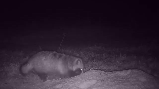 Охота на енота смотреть онлайн