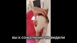 как легко и безопасно дать лекарства со шприца морской свинке? ответ в видео!