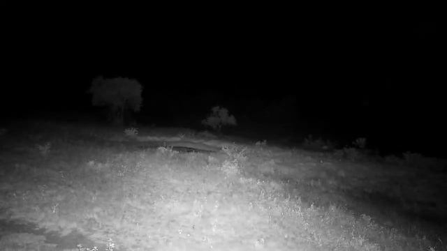 Djuma: Two White-tailed Mongoose - 02:53 - 01/24/2023 смотреть онлайн