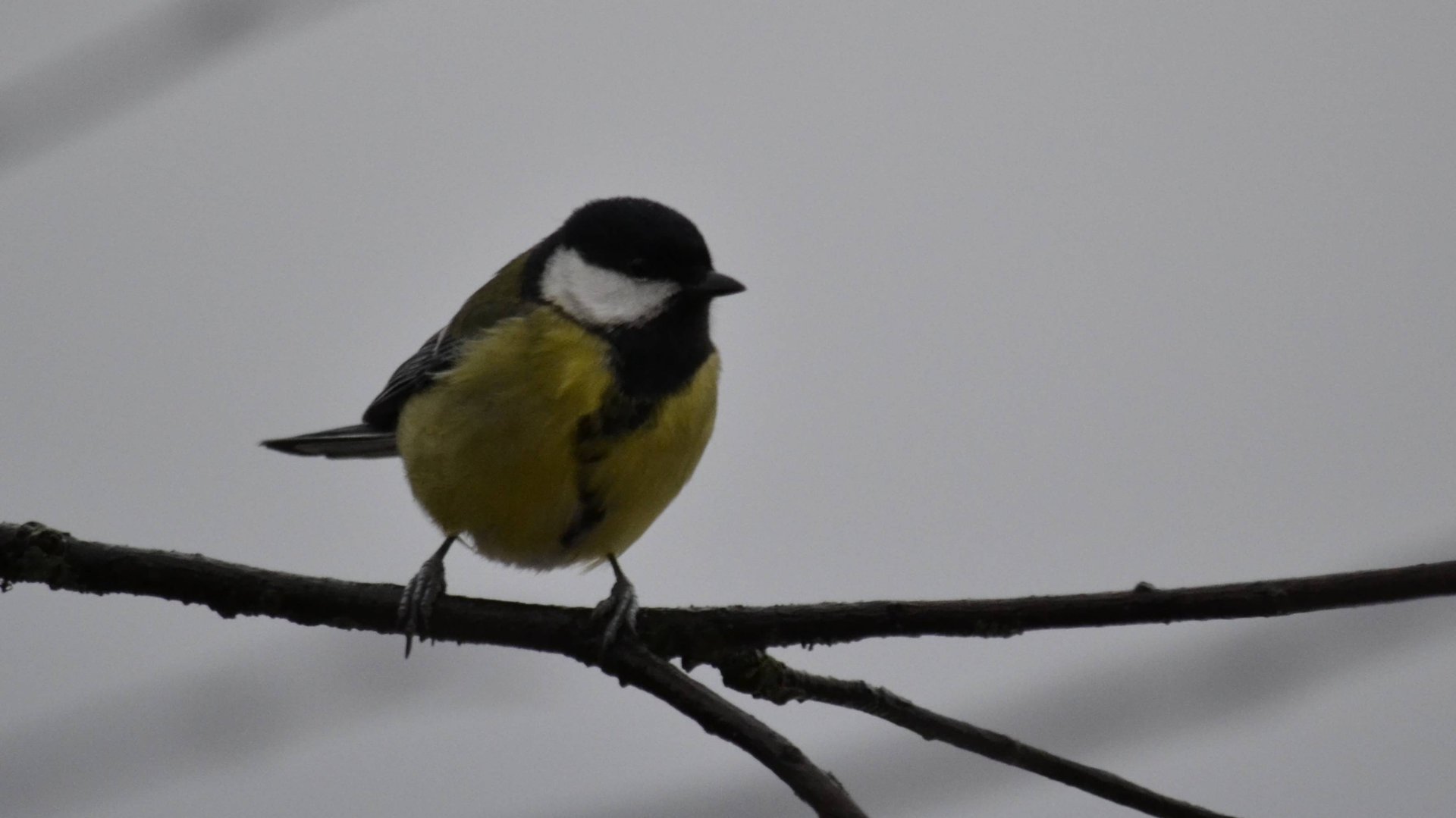 Синицы смотреть онлайн