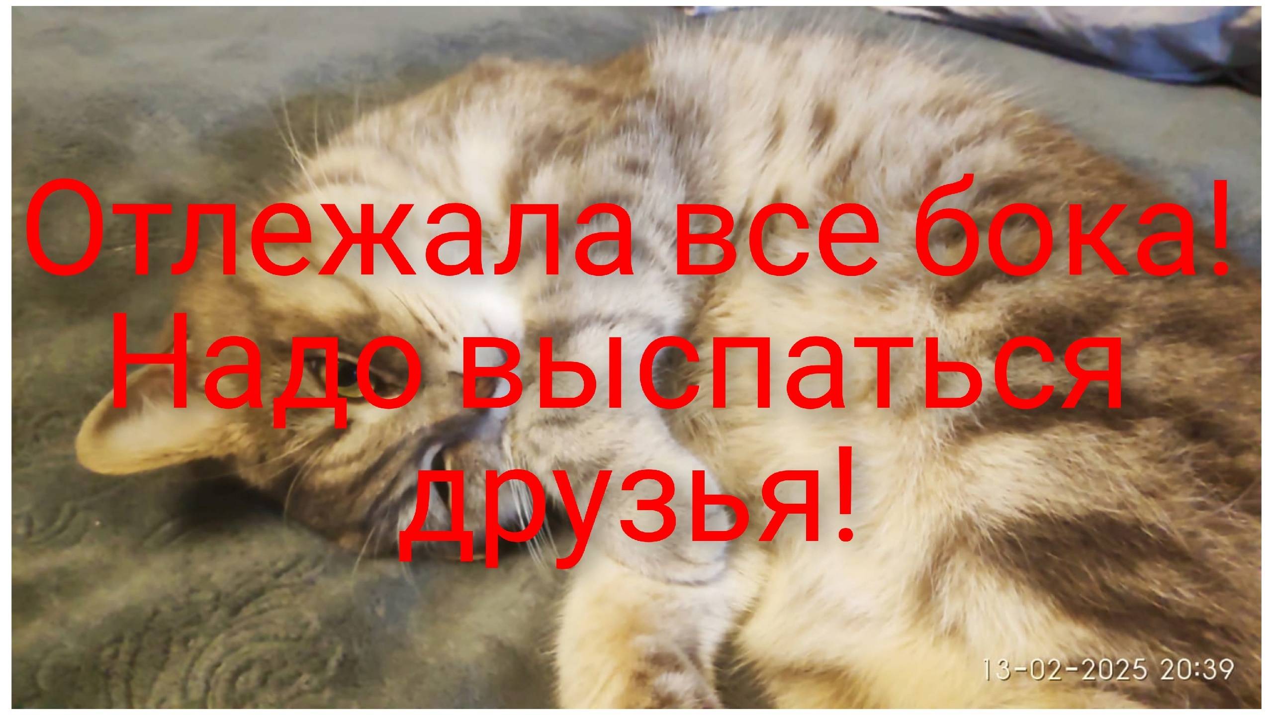 За окном февраль морозы, а в душе цветут мимозы.Работаем не отвлекаемся! смотреть онлайн