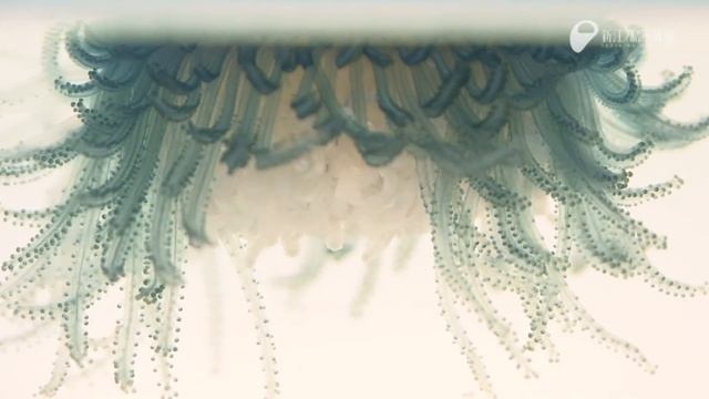 ギンカクラゲ - Blue Button Jelly смотреть онлайн