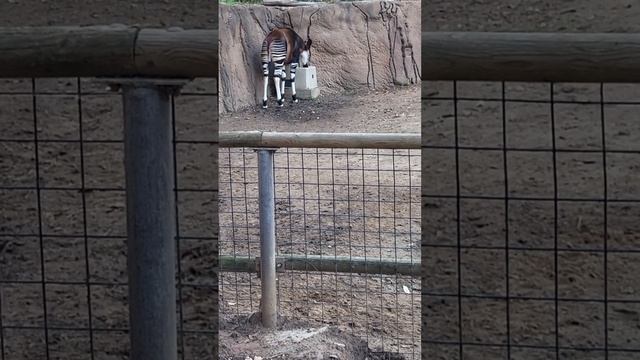 San Diego Safari Park - Okapi смотреть онлайн