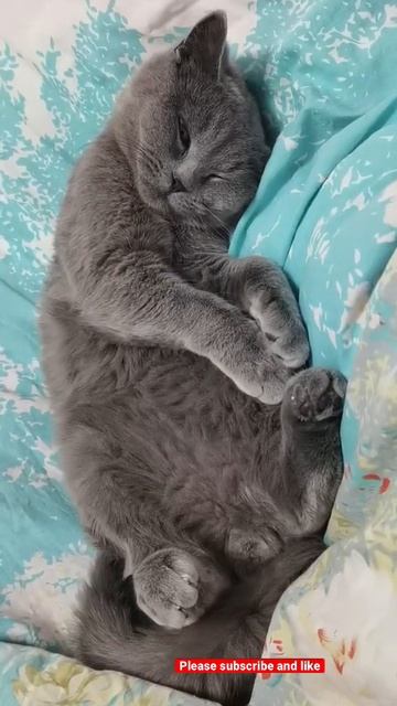 My kitten blue cute snore смотреть онлайн