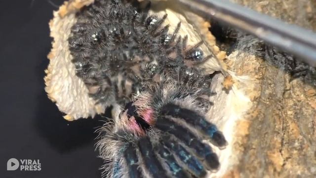 Brazilian Jewel Spider Hides In Tree With Babies смотреть онлайн
