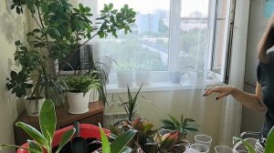 Аглаонема Крит (Сиам Аврора). Пересадка и деление куста.