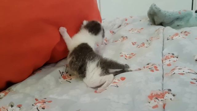 Baby Cat: My first Popo смотреть онлайн