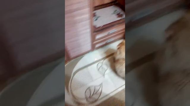 Это кот моей соседки по подъезду он весет 11 кг и ему 11 лет смотреть онлайн