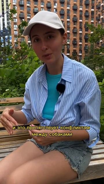 Это может спровоцировать драку собак #бонди #собака #шпиц #шпицалогия #пес #мем #сигналыпримирения смотреть онлайн