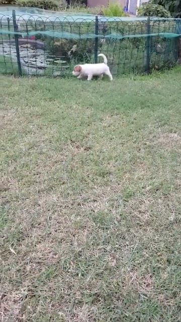 Cuccioli Cani Taglia Piccola maschi femmine in vendita смотреть онлайн