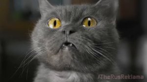 Реклама МегаФон - Злой кот