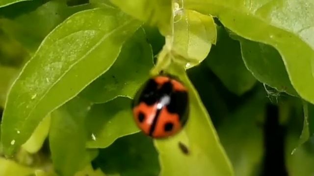六條瓢蟲 Ladybug: Cheilomenes sexmaculata смотреть онлайн