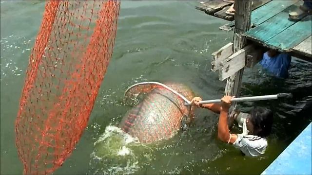 Capture of Giant 360lb Arapaima by John and Todd смотреть онлайн