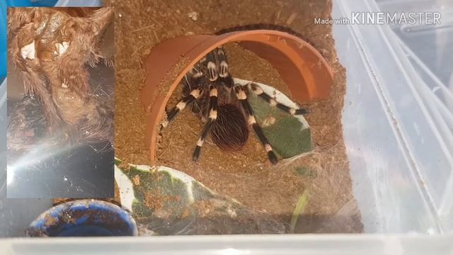 Good news for my injured Acanthoscurria Geniculata смотреть онлайн