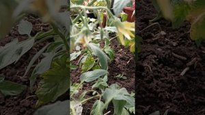 Томаты в теплице. Подкормка монофосфатом калия для хорошего урожая.