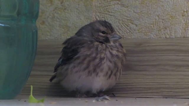 если бы не пестрая грудка, то вылитая воробьиха смотреть онлайн