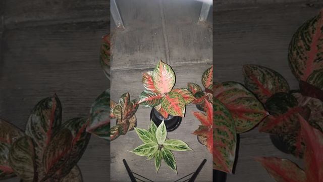 Sale Aglaonema Beli 3 Bonus Pupuk Osmocote смотреть онлайн