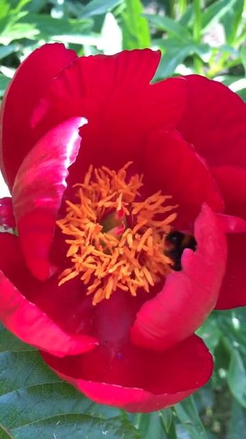 Толстый и шумный труженик. Шмель за работой смотреть онлайн