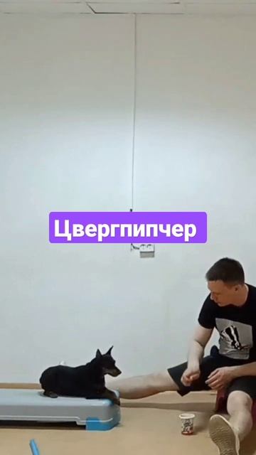 цвергпипчер смотреть онлайн